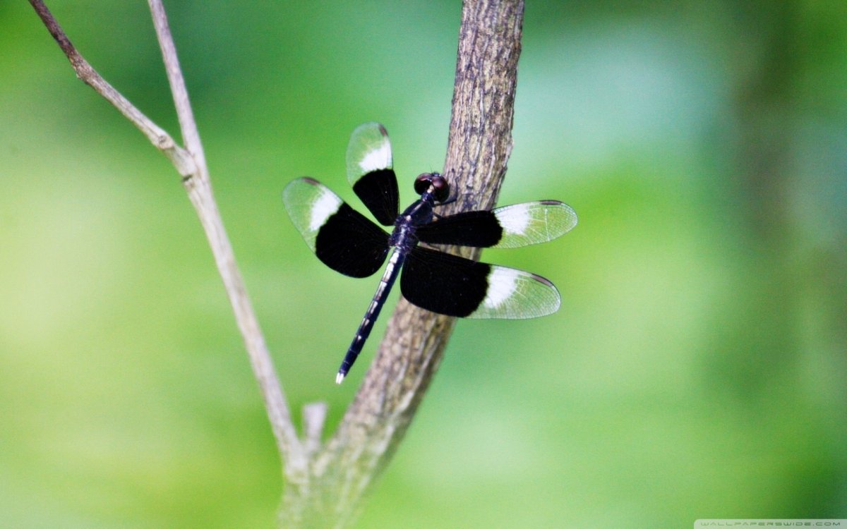 Чёрная Стрекоза насекомое