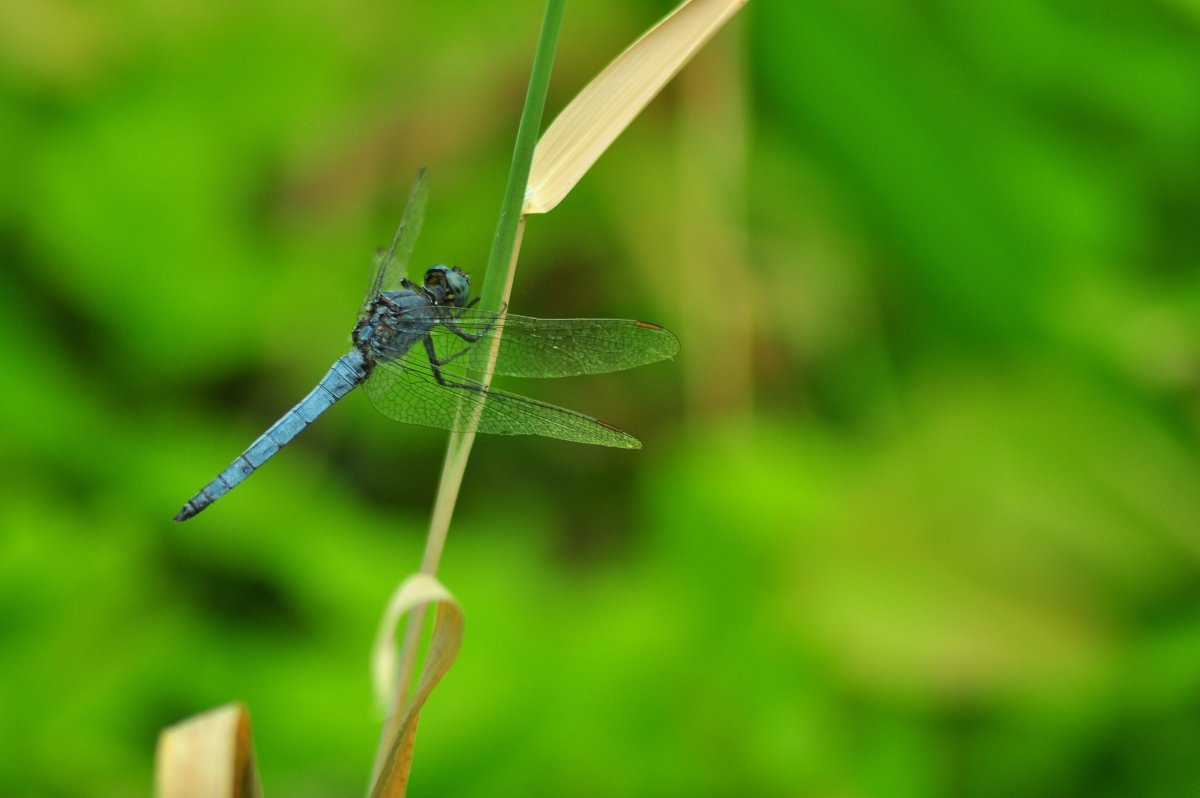 Усики Стрекозы