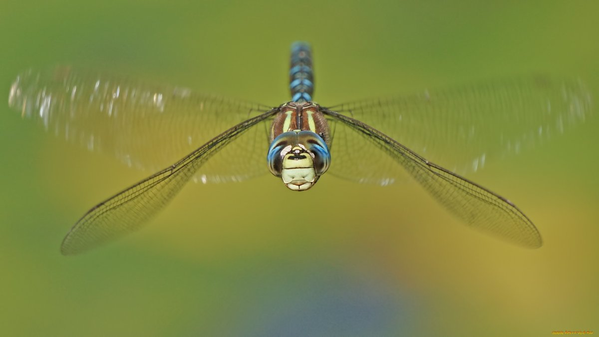 Стрекозы на рабочий стол