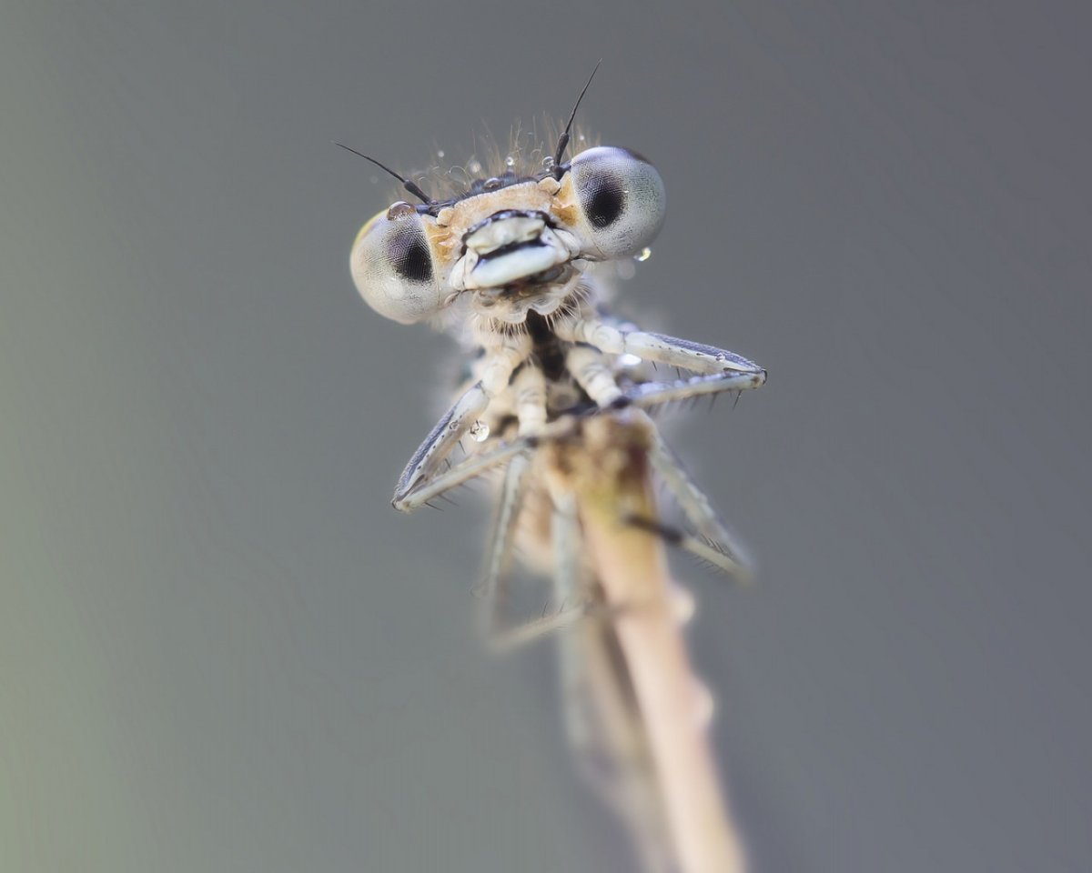 Голова Стрекозы с росой