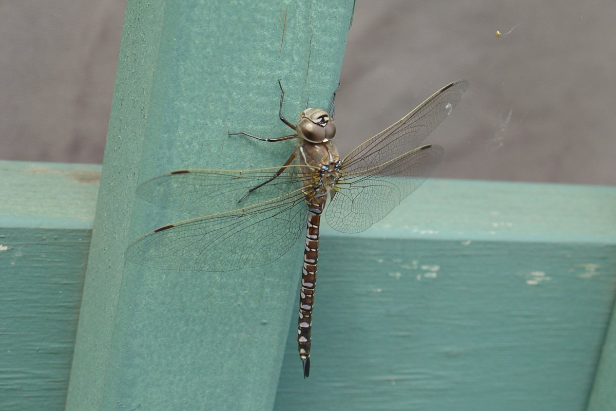 Стрекоза отдыхает