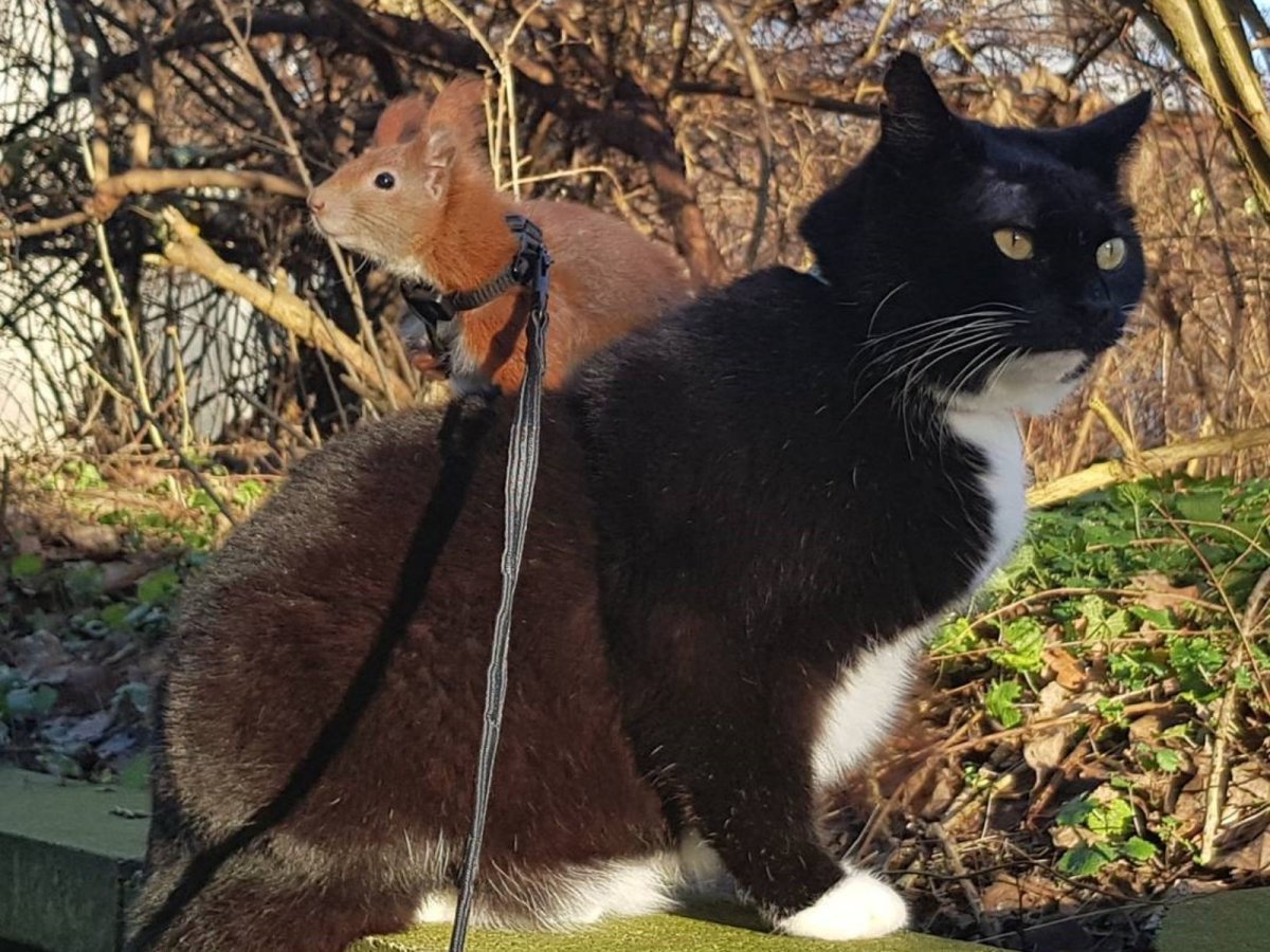 Кошка похожая на белку