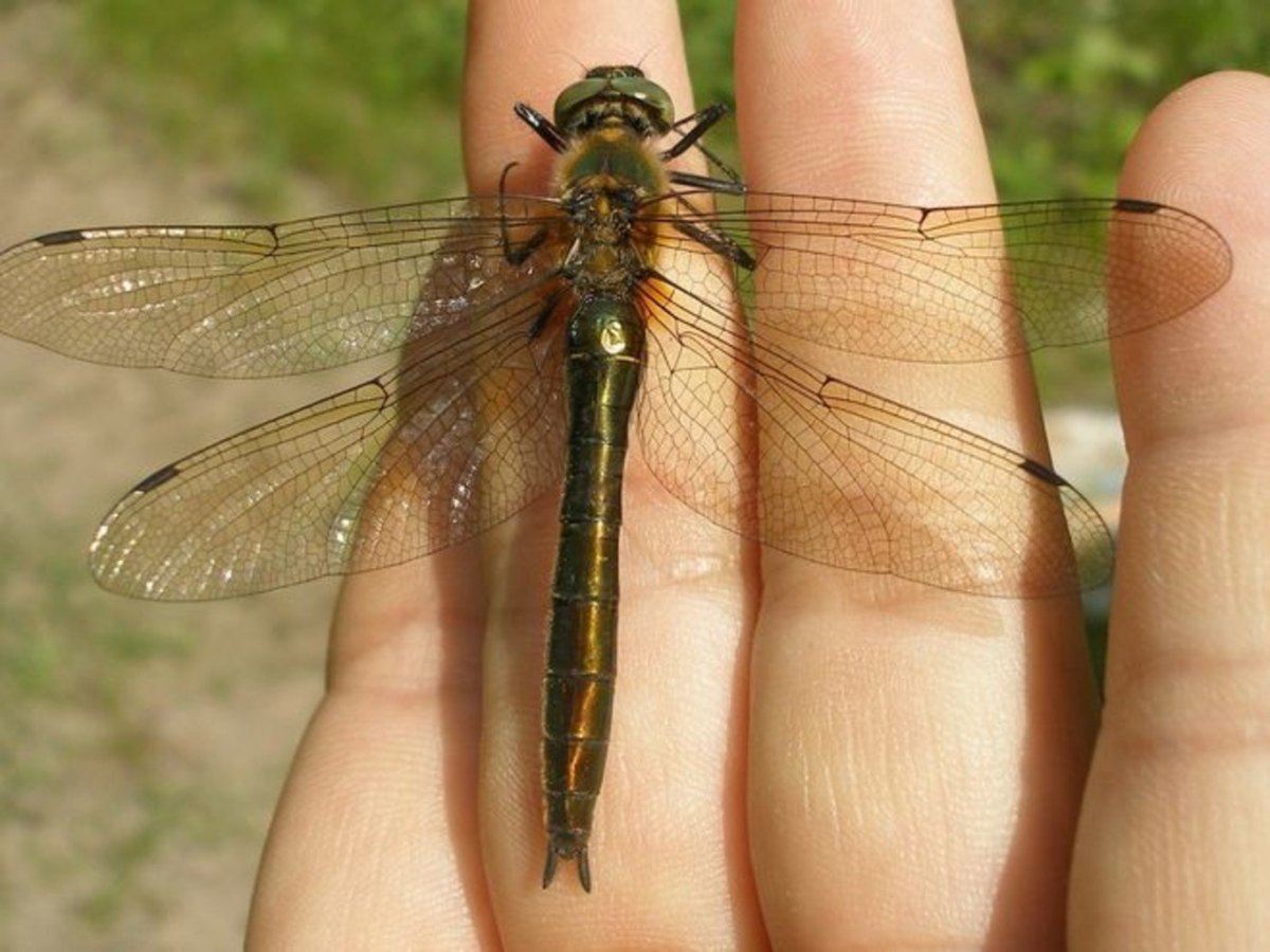 Самец Стрекозы