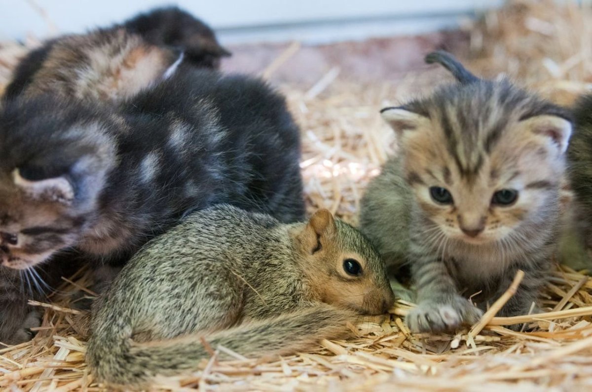 Бельчонок и котенок