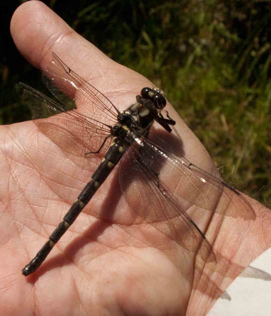 Petalura gigantea платье