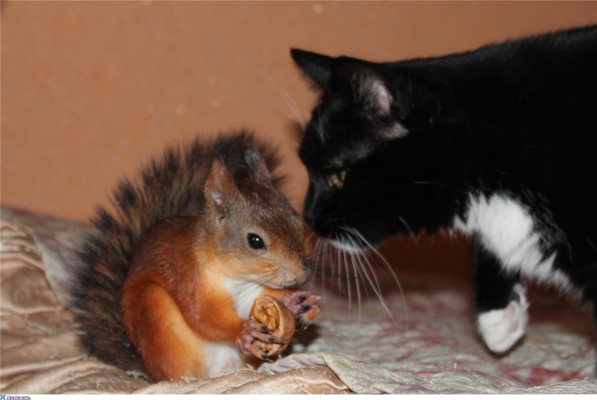 Белка и кот