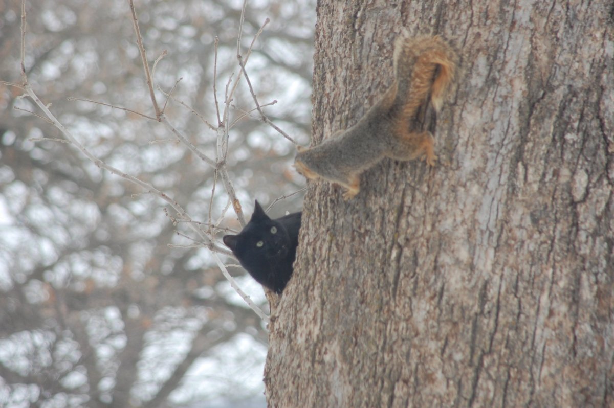 Белка и кот