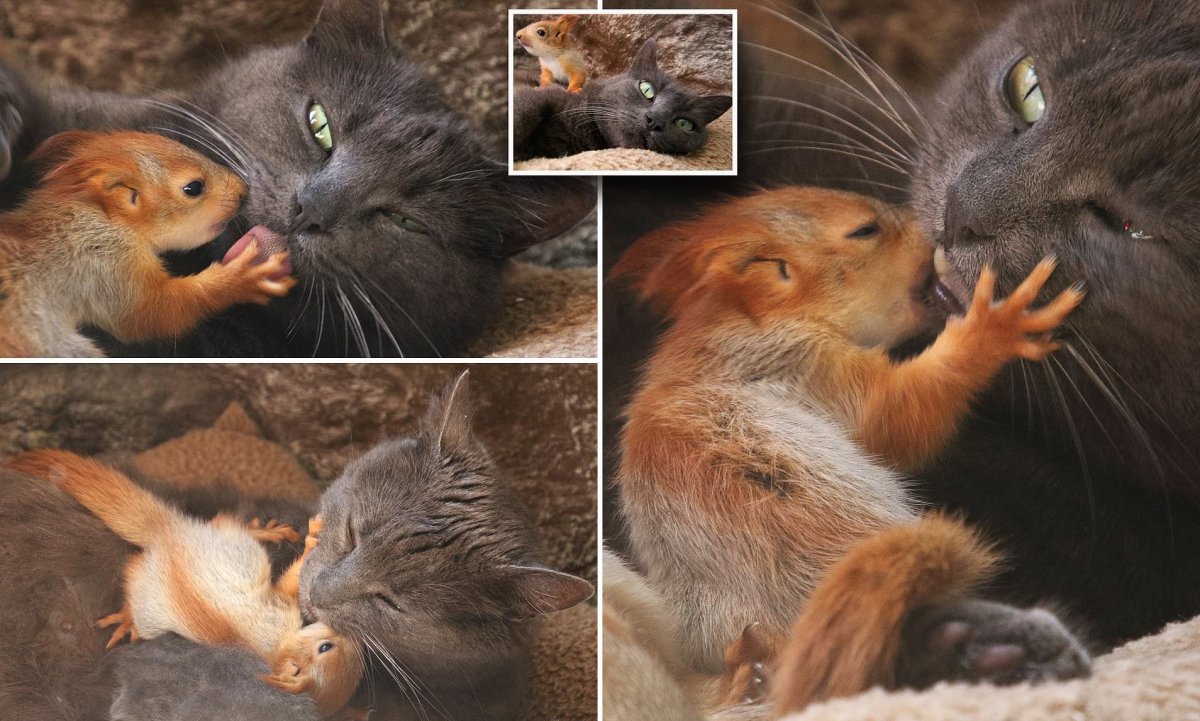 Бельчонок и котенок