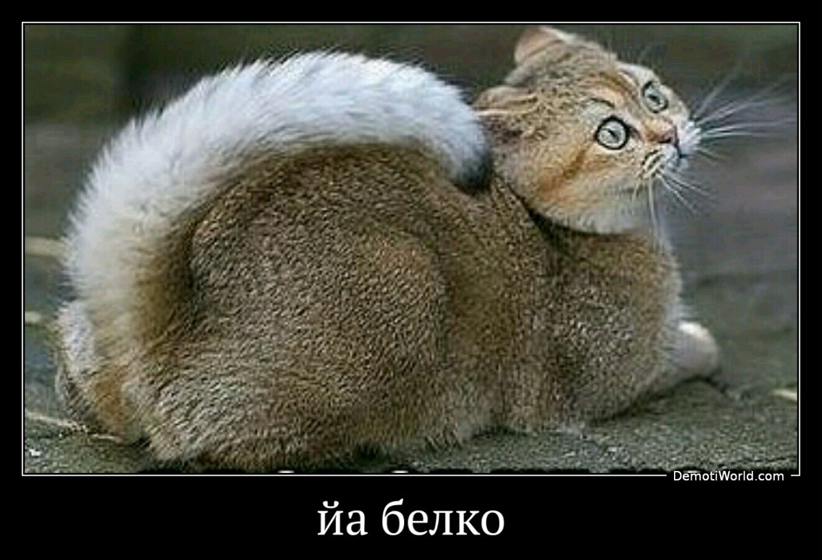 Котобелка порода