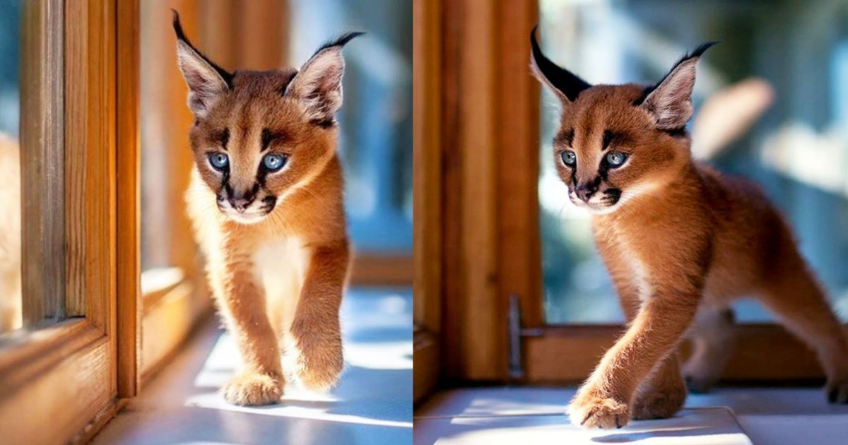 Каракал домашний маленький