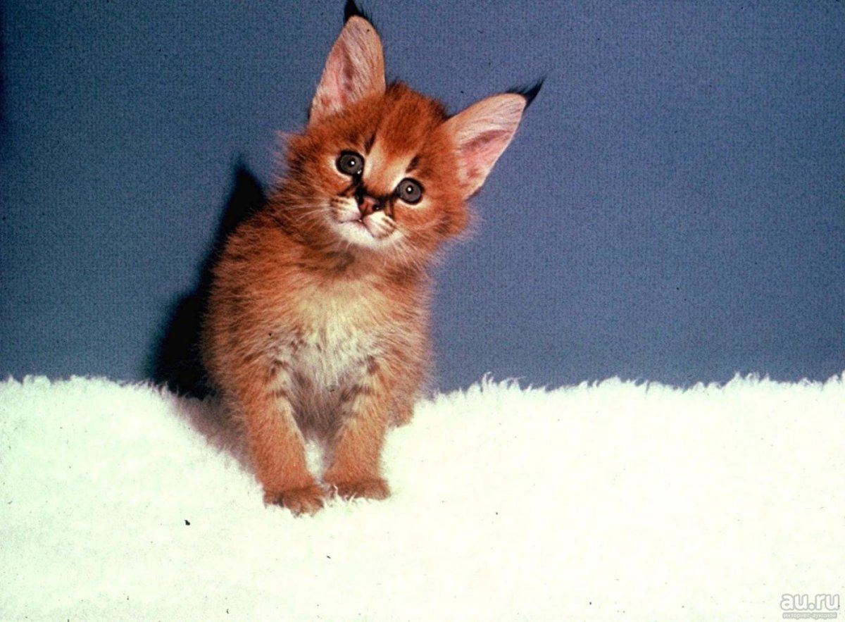 Маленькие породы котят