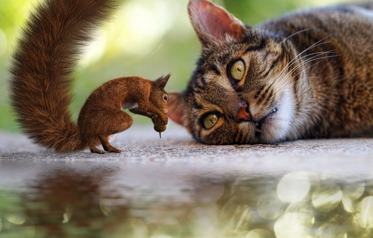 Белка и котенок