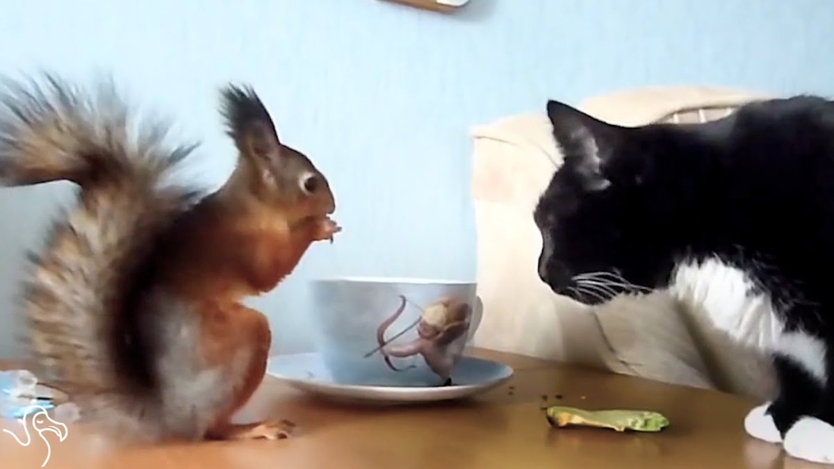 Белка и кот вместе