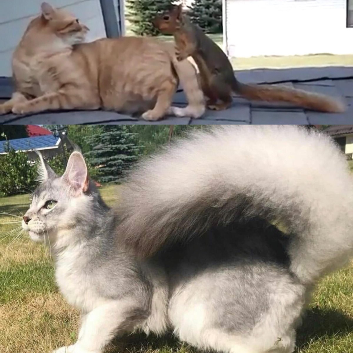 Котобелка бывает