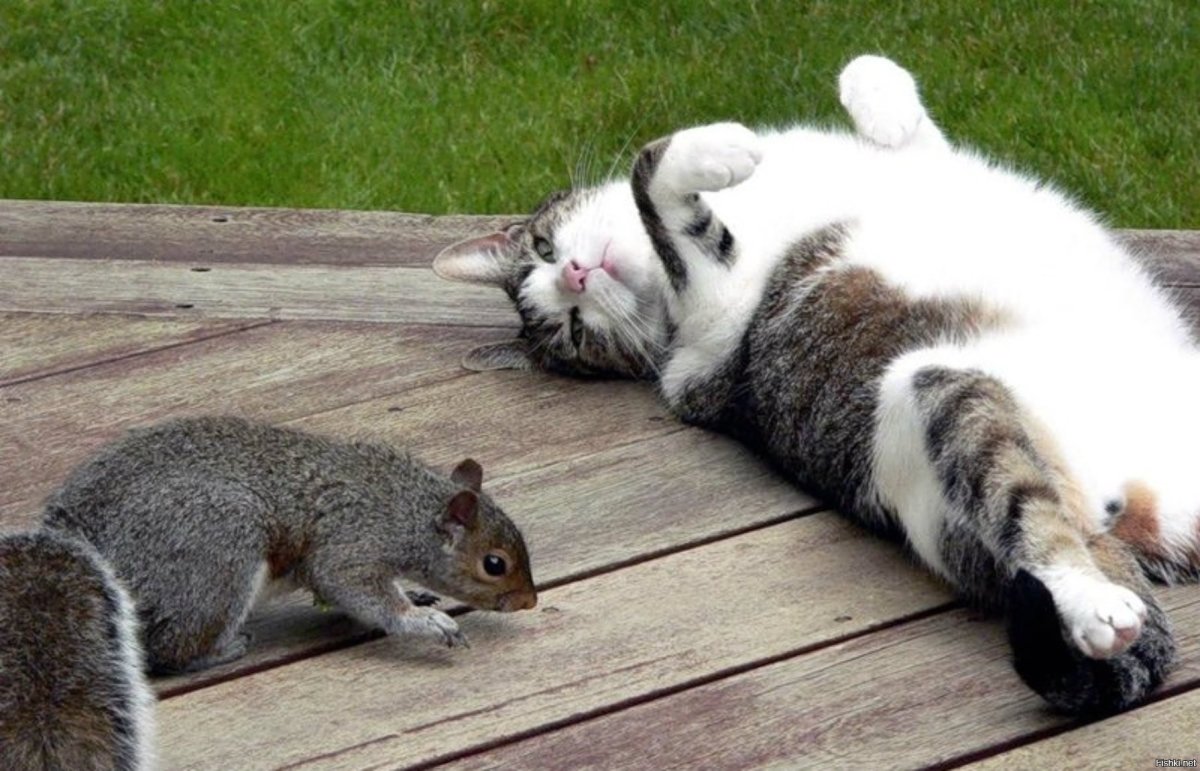 Кошки белки
