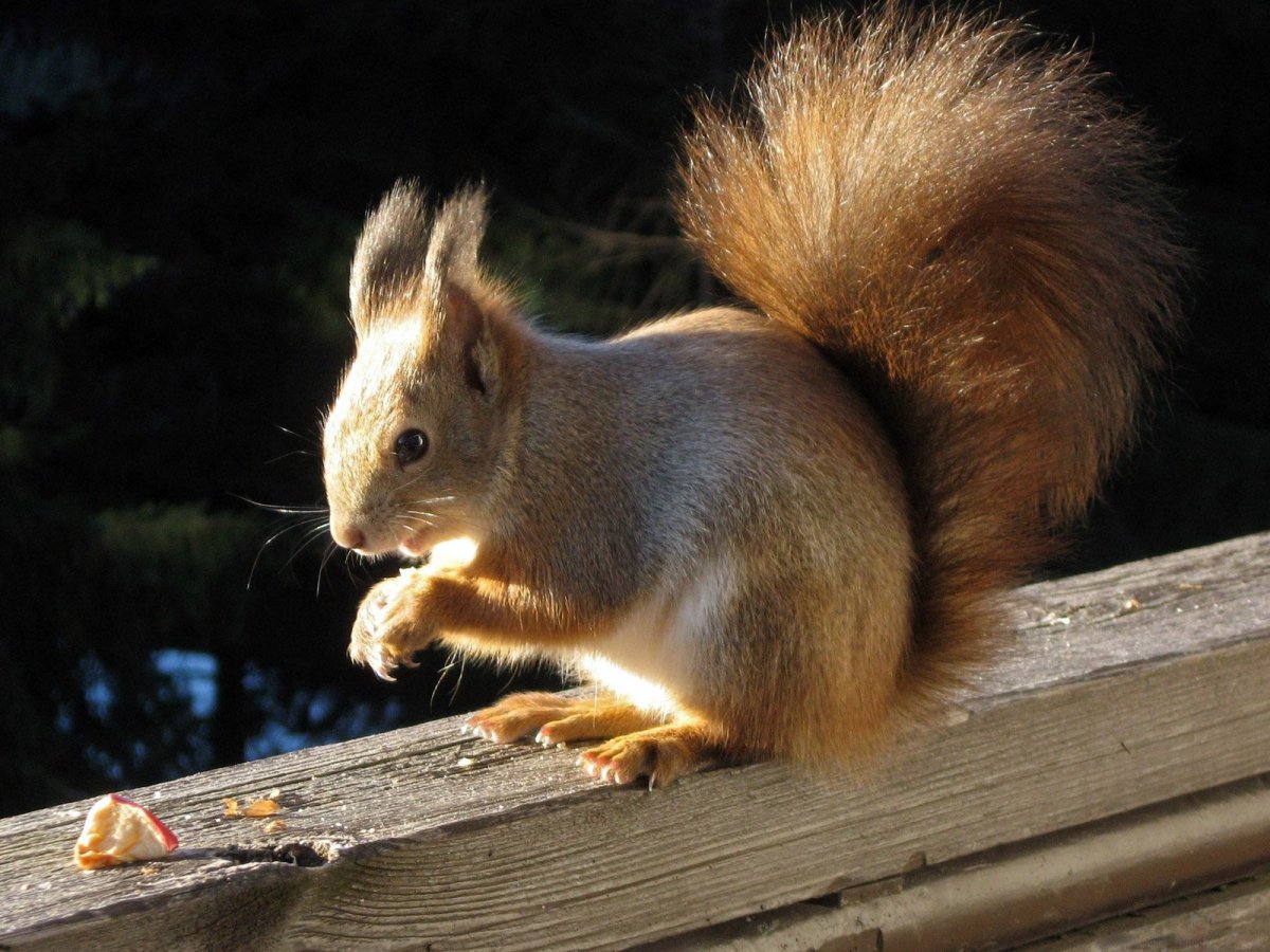 Дикая белка