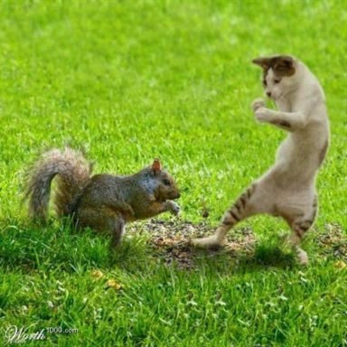 Белка и котенок