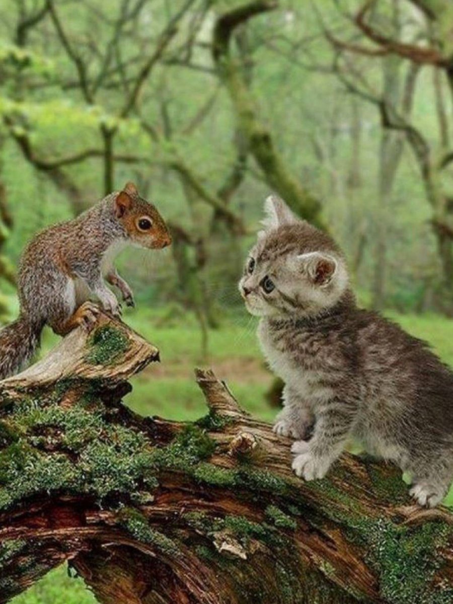 Кошки белки