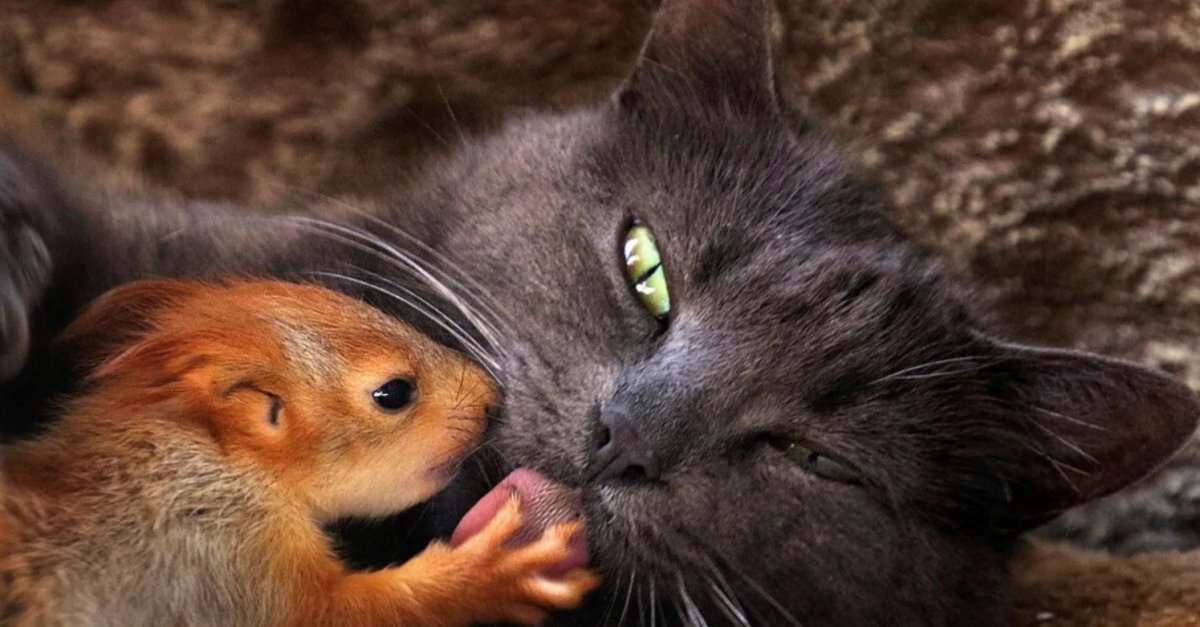 Кошка Пуша и бельчата