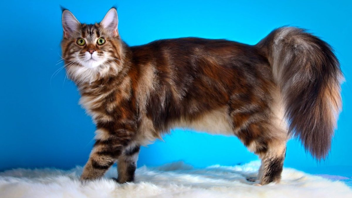 Шоколадно черепаховые Мейн кун