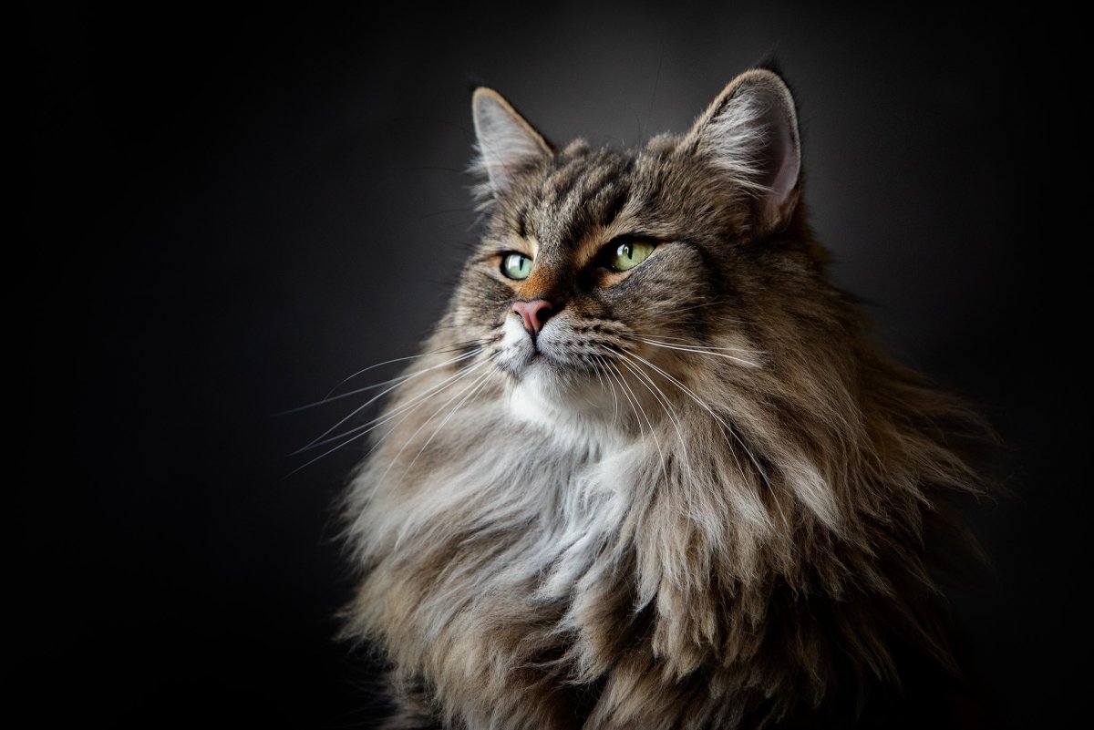 Кот Мейн кун фото