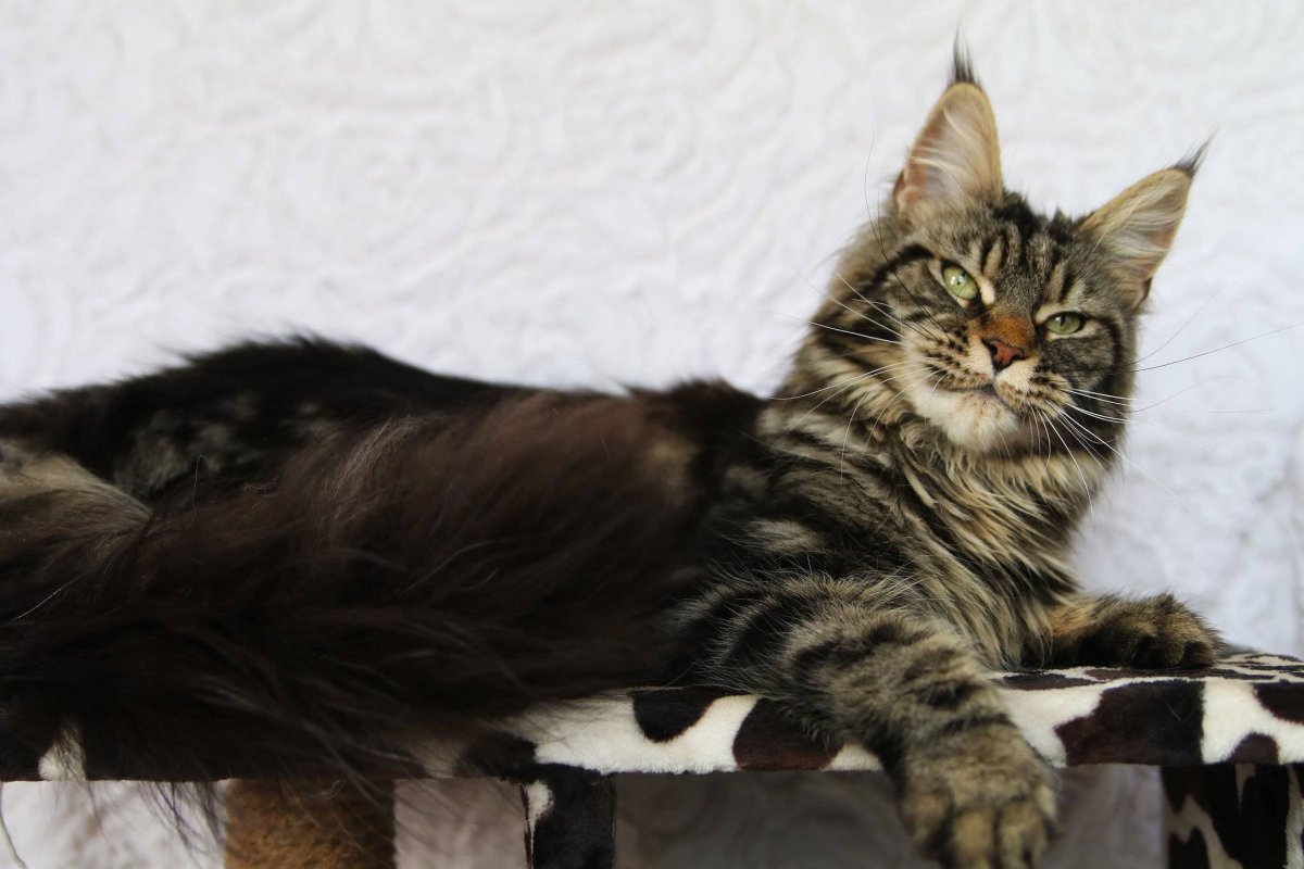 Мейн кун черный табби