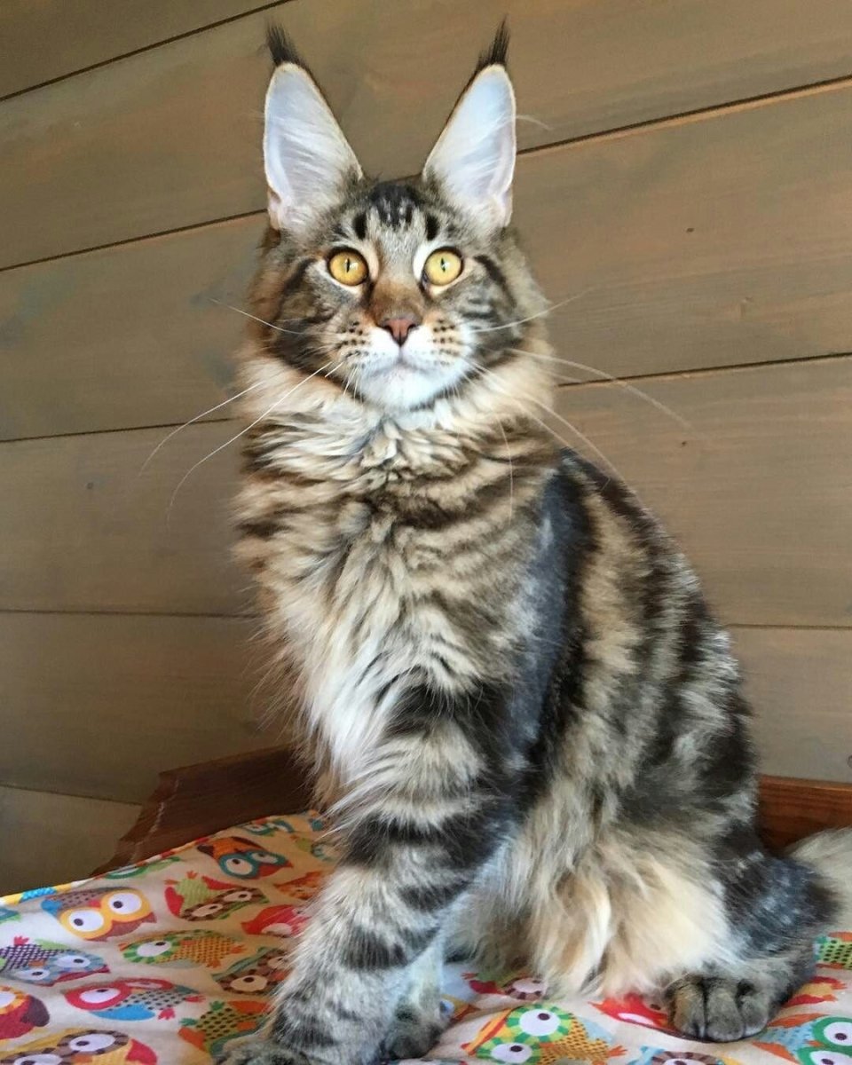 Мейн кун тигровый