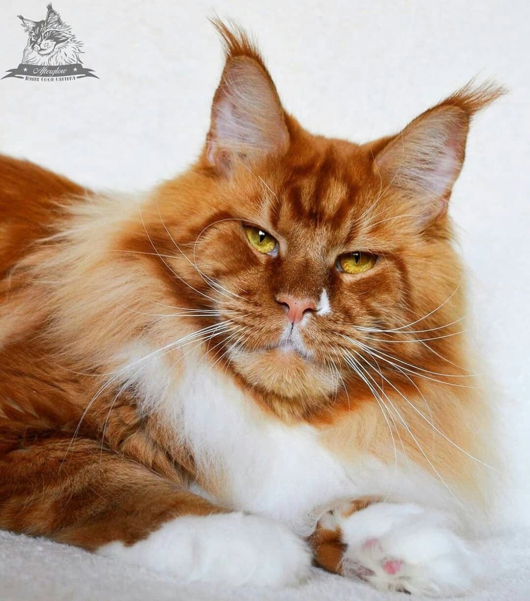 Рыжая кошка Мейн кун