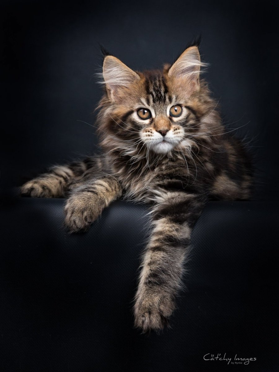 Мейн кун полосатый