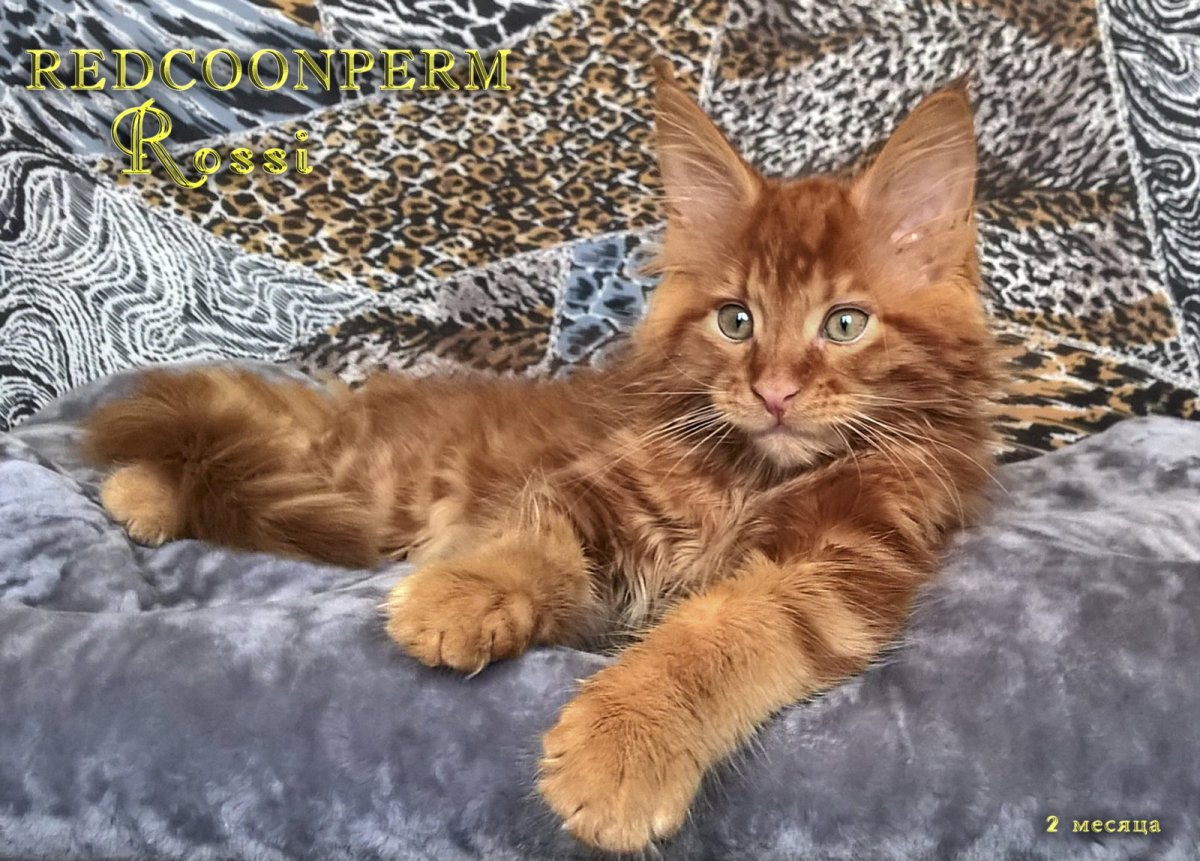 Котята Мейн кун красный Солид