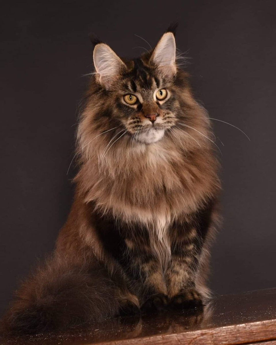 Кошка породы Мейн-кун