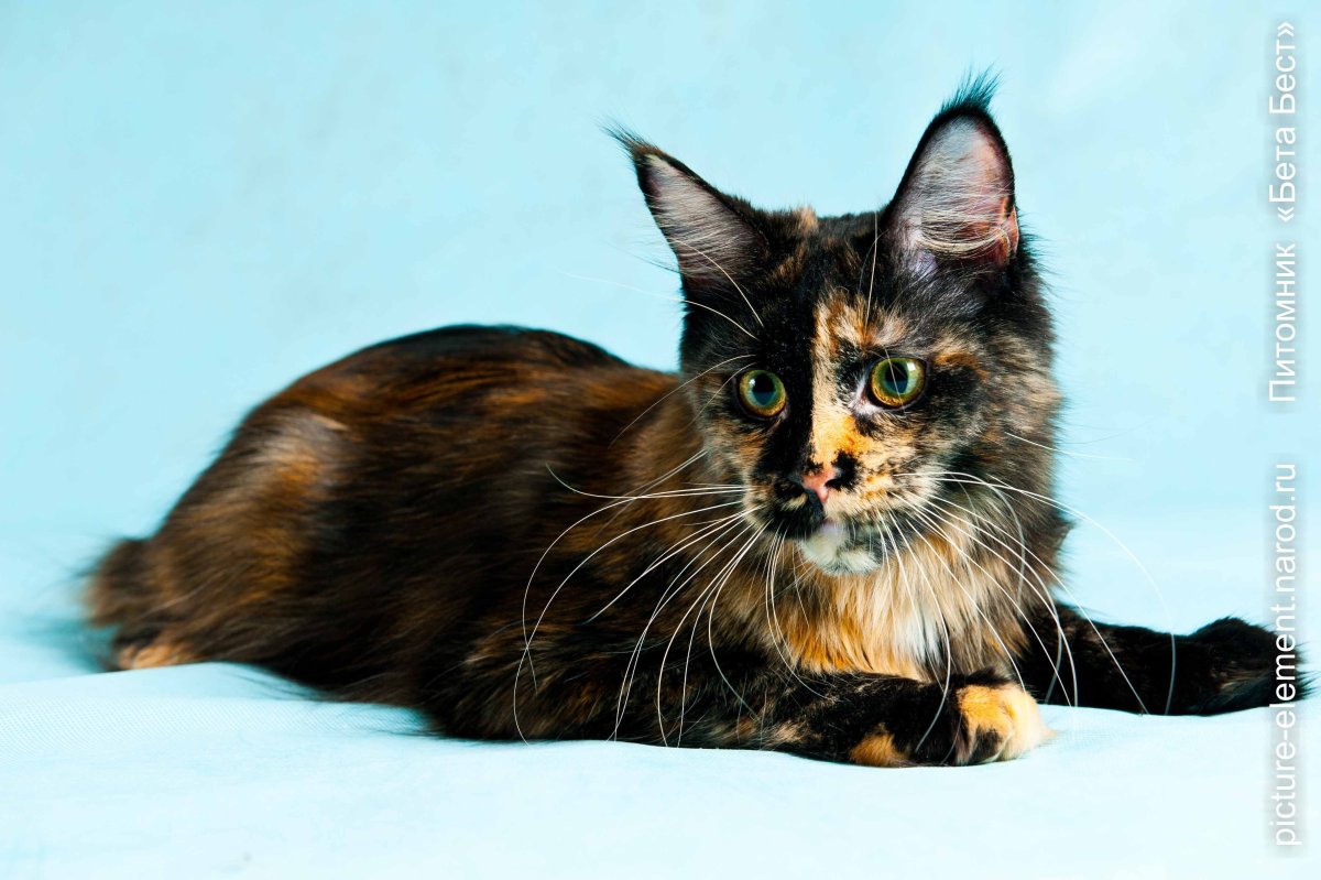 Мейн кун черный черепаховый