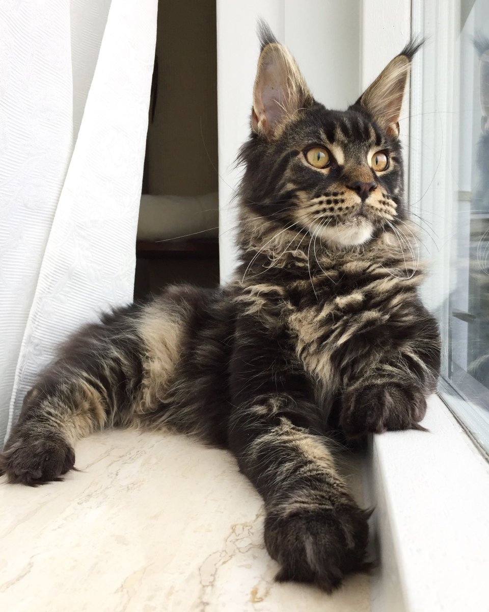 Мейн кун Браун табби