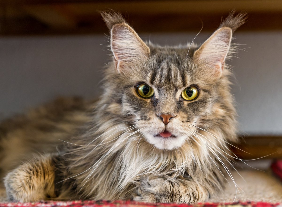 Мейн кун взгляд