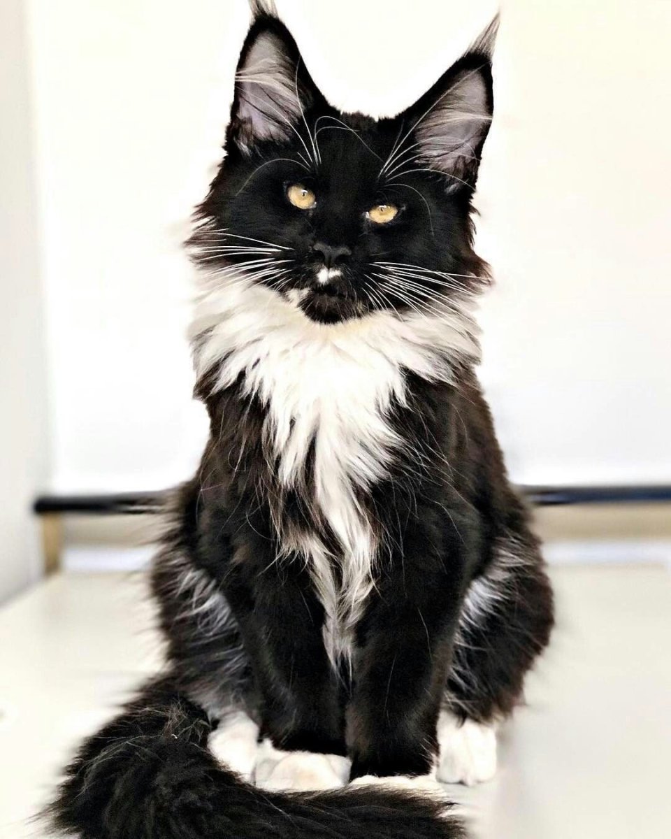 Мейн кун черный с белым