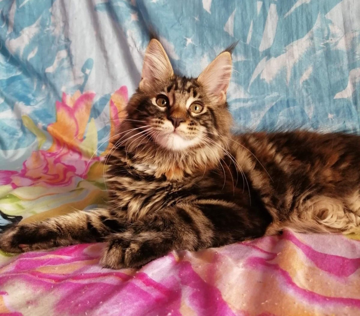 Мейн кун Браун табби