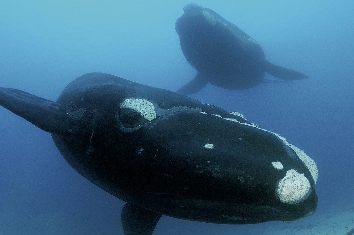 National Geographic глубоководные киты