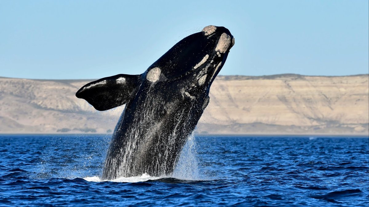 Японский кит Eubalaena japonica