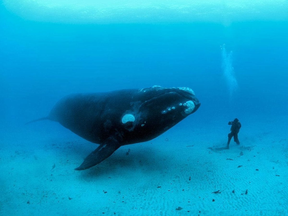 Японский гладкий кит (Eubalaena japonica)