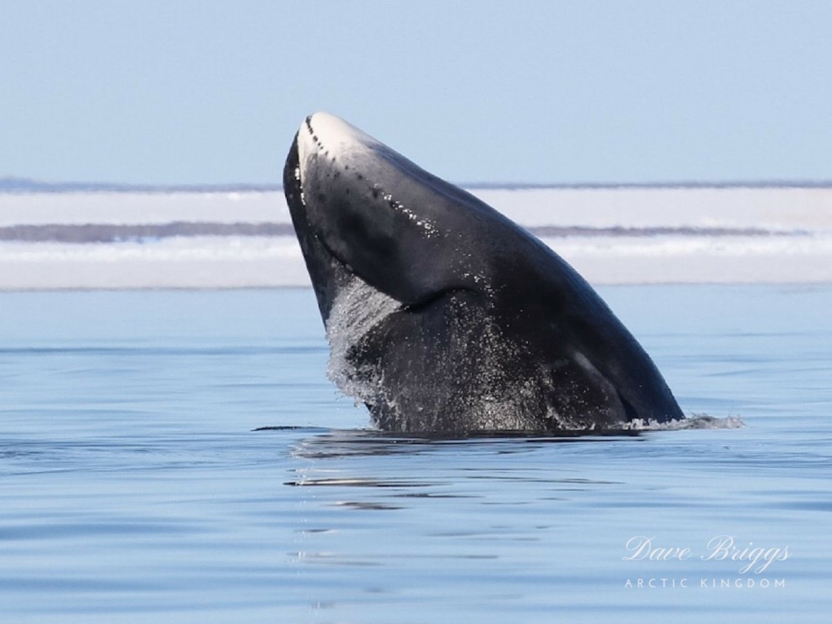 Испанский гладкий кит