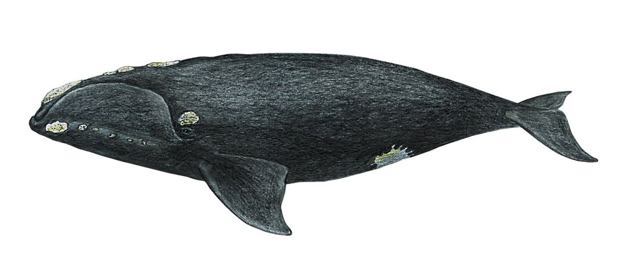 Right Whale
