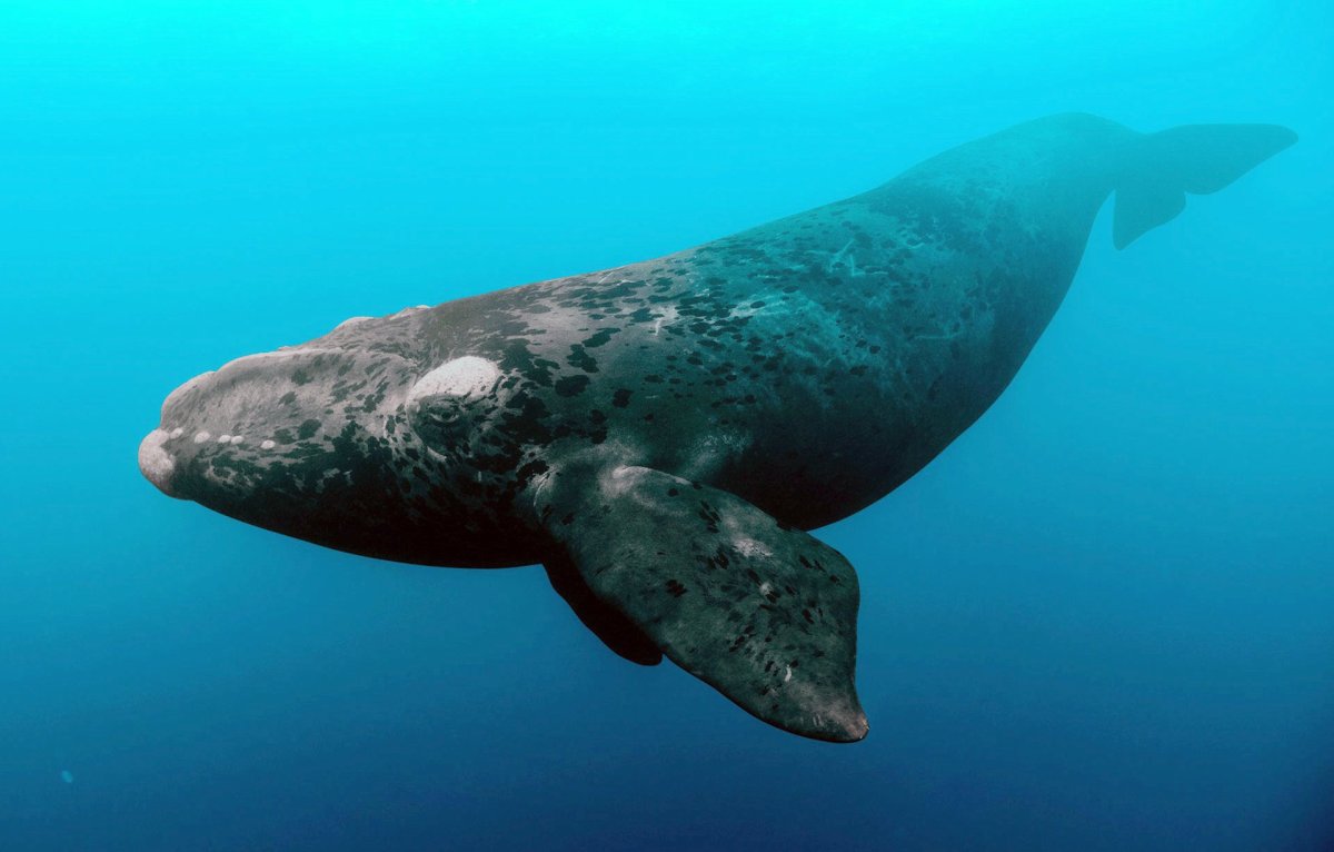 Северный гладкий кит (Eubalaena glacialis)