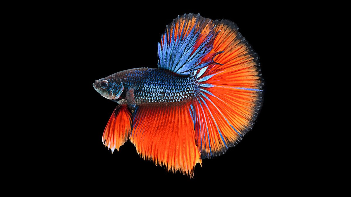 Betta Fish