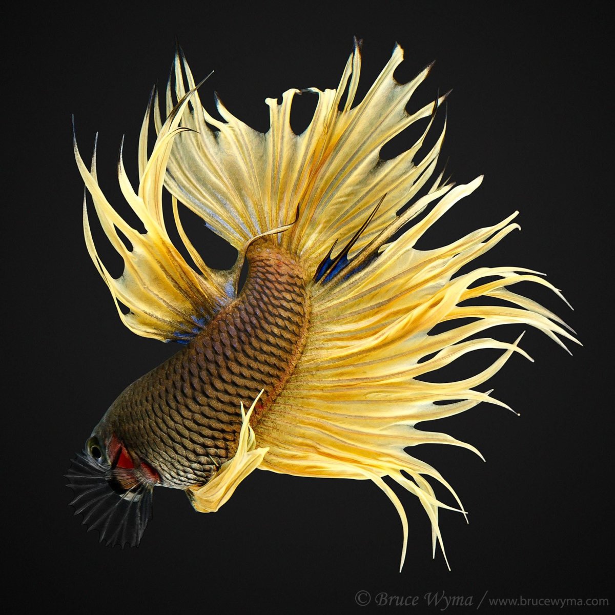 Коронохвостые бойцовые рыбки