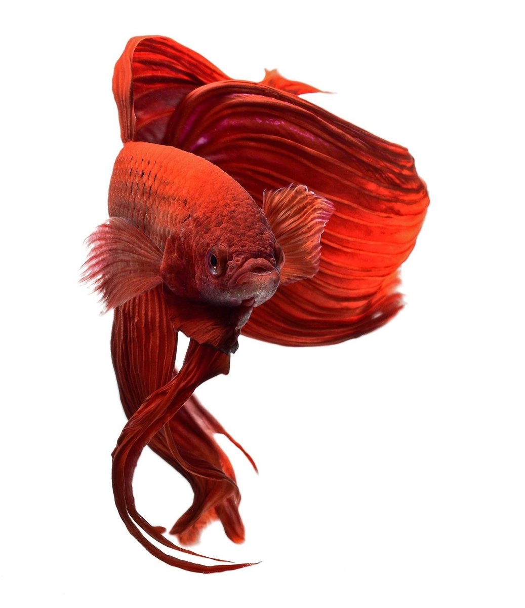 Аквариумные рыбки Петушки