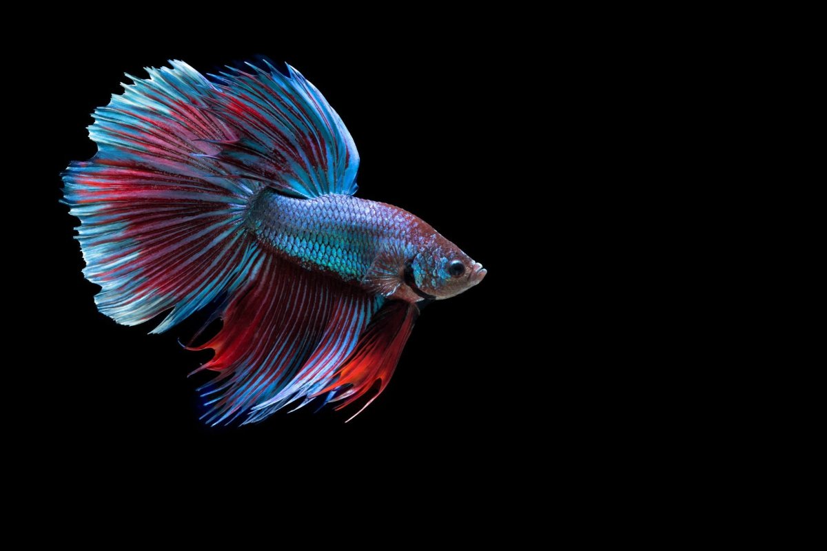 Betta (Бетта)