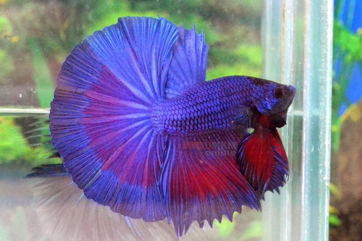 Петушок сиамский "супердельта" - самец