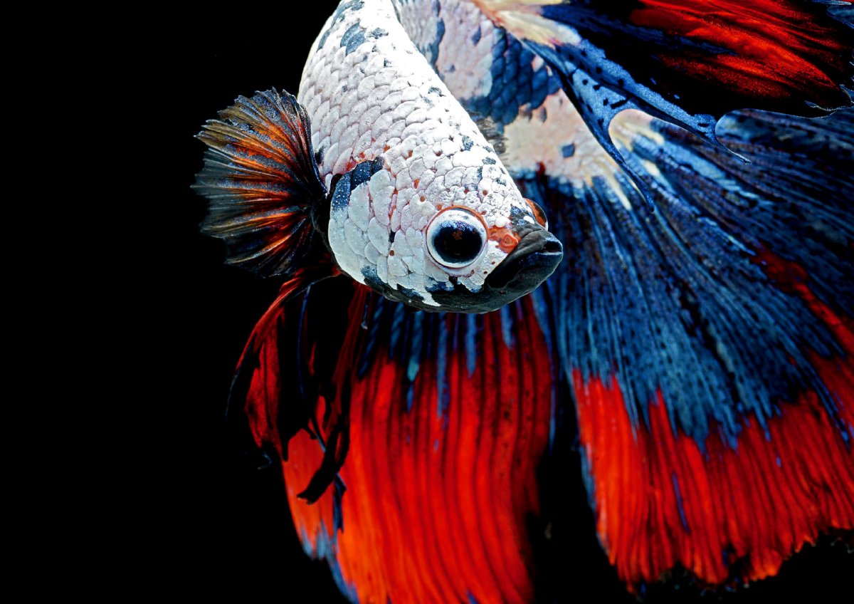 Дельтахвостые бойцовые рыбки