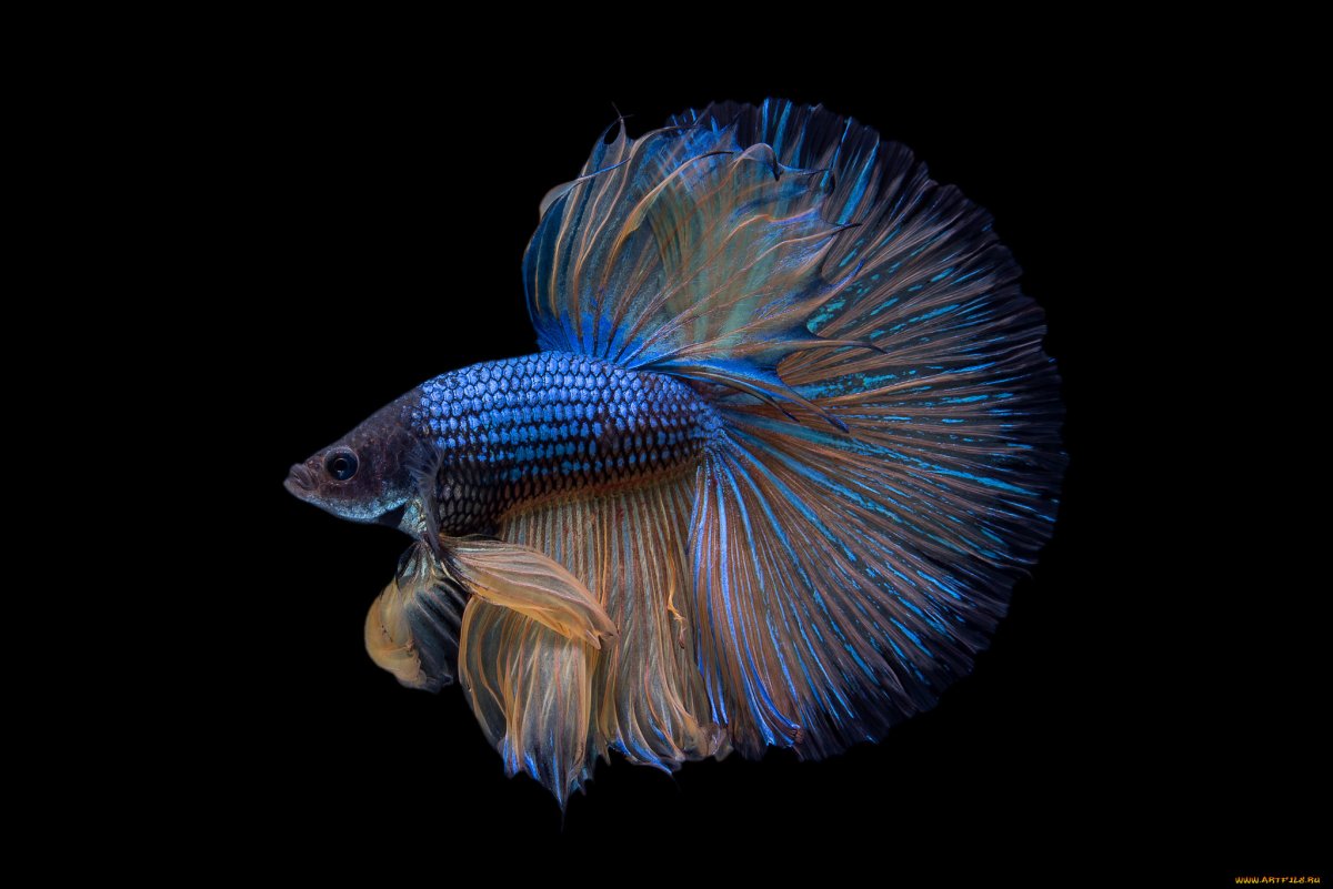 Вуалехвостая Бойцовая рыбка