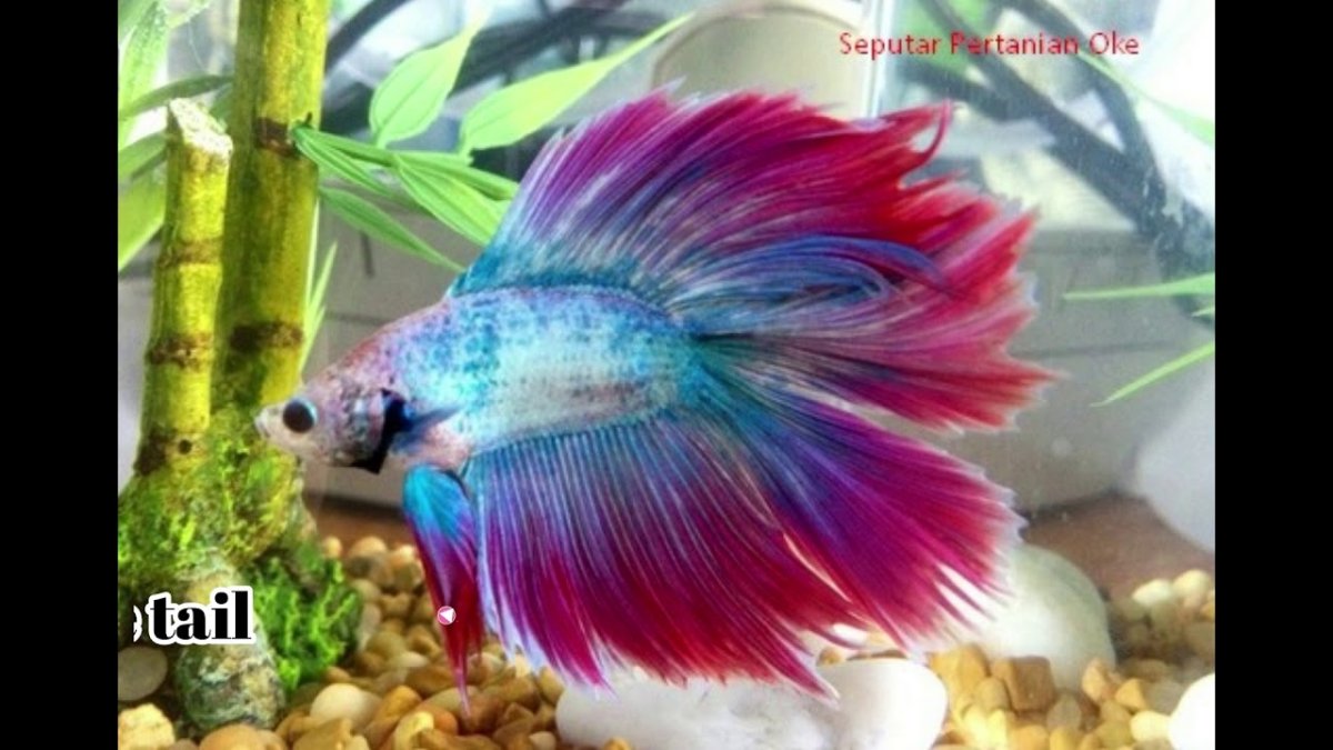 Рыбка петушок длиннохвостый